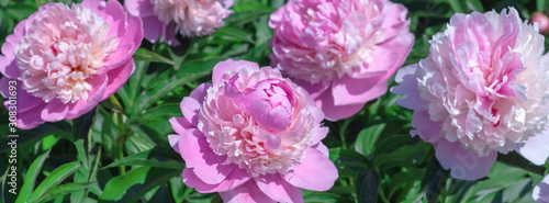 Banner natural pink background.