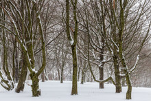 Many Trees In Winterland With Snow And Snowflakes