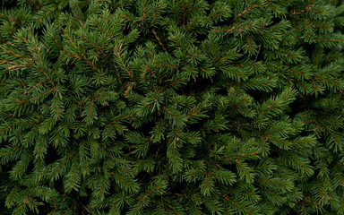 christmas fir tree branches background. christmas pine tree wallpaper. copy space.