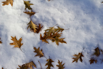 Wall Mural - Close up texture background view of fallen oak leaves onto a blanket of white snow in winter