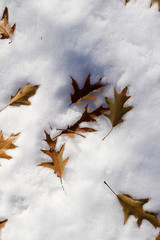 Wall Mural - close up texture background view of fallen oak leaves onto a blanket of white snow in winter