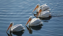Beautifully Backlit American White Pelicans (Pelecanus Erythrorhynchos)  Swimming On A Pond.