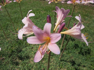 Wall Mural - A cluster of naked lady flowers, also called amaryllis belladonna, belladonna lilies, Jersey lilies