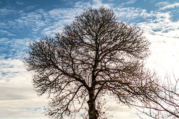 Sticker - tree in winter