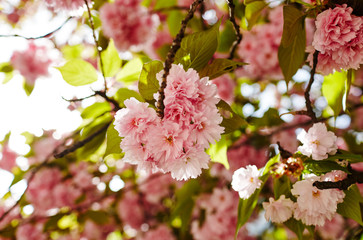 Beautiful cherry blossom. Fresh spring background on nature outdoors