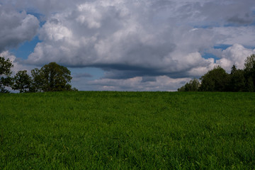 green field and blue sky