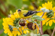 American Goldfinch Eating Sunflower Seeds