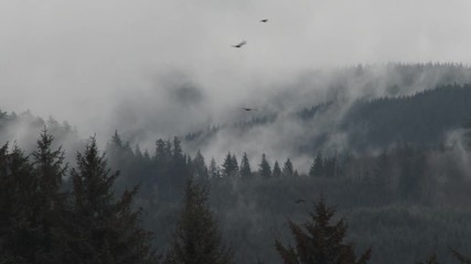 Wall Mural - Birds Fly Across Stormy Forest Below
