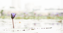 Arty Panoramic Picture Of A Purple Petals Water Lily In Full Bloom With Blurry Bokeh Background Of Others Lotus Flowers And City