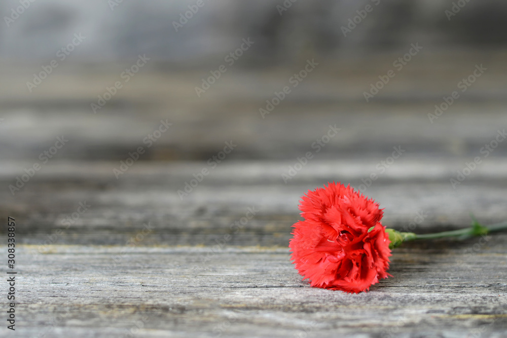 Red carnation flower on wooden background with copy space - obrazy, fototapety, plakaty 