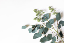 Frame, Border Made Of Green Berry Eucalyptus Populus Leaves. Tree Branches Isolated On White Table Background. Floral Composition. Feminine Styled Stock Flat Lay Image, Top View. Copy Space.