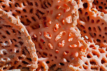 Wall Mural - A piece of coral reef on the seashore. Tropical beach. Macro photo. Coral surface structure. 