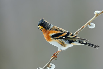 Poster - Brambling (Fringilla montifringilla) in winter