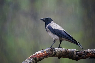 Poster - hooded crow (Corvus cornix) under the rain.