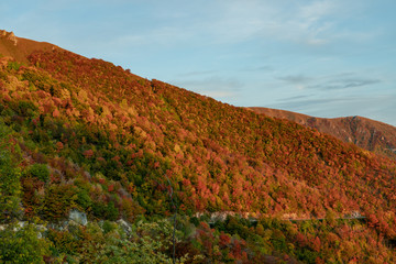 Beautiful orange and red autumn forest