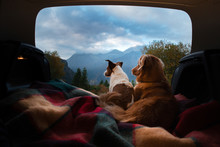 Dog Camping In The Car. Nova Scotia Duck Tolling Retriever And Jack Russell Terrier In The Luggage Compartment. Pets On Vacation.