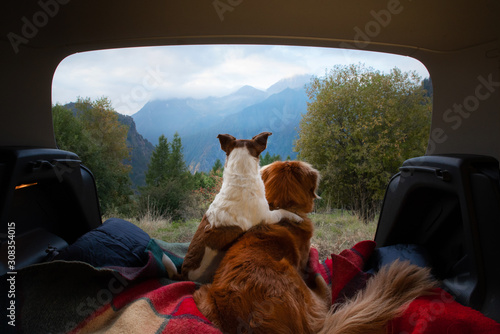 dog camping in the car. Nova Scotia Duck Tolling Retriever and Jack Russell Terrier in the luggage compartment. Pets on vacation. © annaav