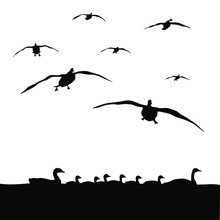 Vector Silhouettes Of Canadian Geese.