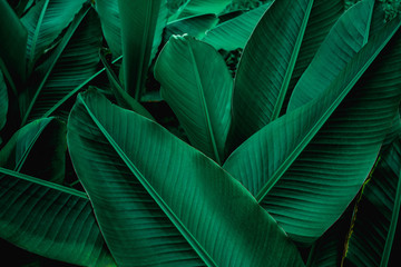 tropical banana leaf texture in garden, abstract green leaf, large palm foliage nature dark green background