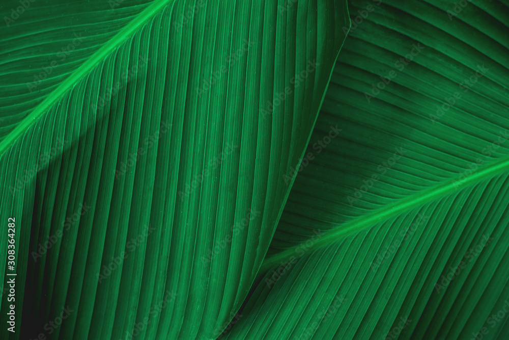 abstract green leaf texture, nature background, tropical leaf - obrazy, fototapety, plakaty 