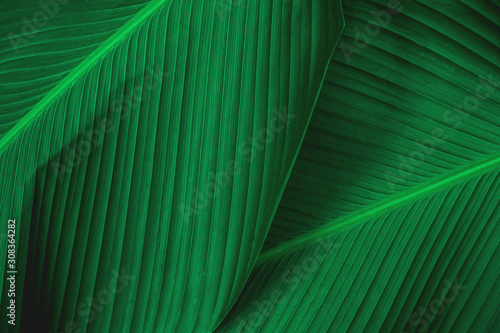 Papier Peint - abstract green leaf texture, nature background, tropical leaf