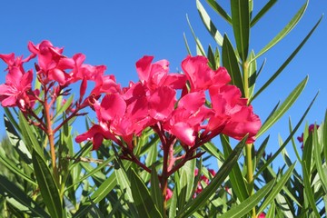 Beautiful pink oleander flowers on blue sky in Florida nature, closeup