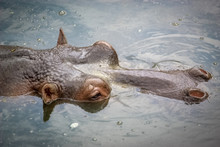 Hippo In Water