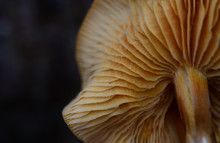 Close-up Of A Wild Brown Mushroom In Nature In Winter With The Frosted Slats From Below In Front Of Dark Background