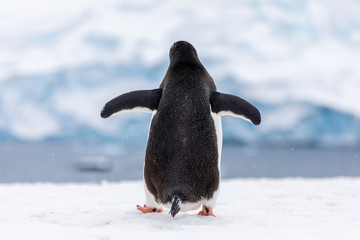 Gentoo penguin from behind in the snow and ice of Antarctica