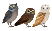 Different Species Of Owls Collection, Wild Predatory Birds Vector Illustration