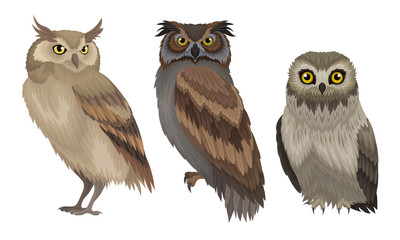 Wall Mural - different species of owls collection, wild forest predatory birds vector illustration