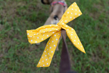 Yellow Ribbon Attached To Dog Leash, A Symbol As Part Of The So Called 'Yellow Dog Project' To Identify Anxious, Sick Or Agressive Dogs That Should Not Be Approched