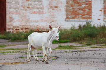 Wall Mural - Goats on the farm