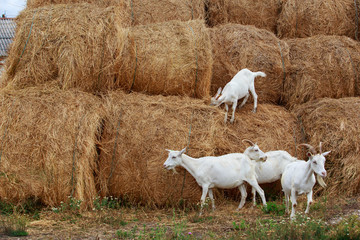 Wall Mural - Goats eat fresh hay