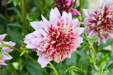 Light pink dahlia flowers on a summer day. Garden flowers.