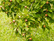 (Mespilus germanica) Mispelzweig mit Früchten und Blättern