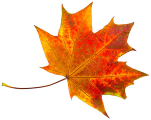 Wall Mural - autumn leaves.