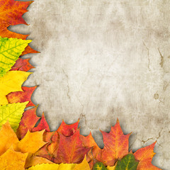 Wall Mural - autumn leaves background