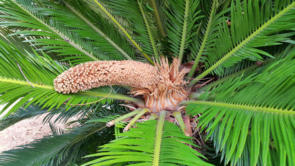 Wall Mural - male cone and foliage of cycas revoluta cycadaceae sago palm