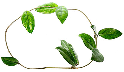 Wall Mural - a green branch isolated on white background