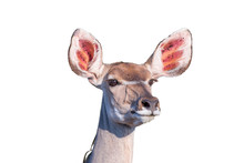 Greater Kudu Cow Looking Forward With Pointed Ears