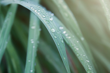 Poster - Raindrops on green grass leaves.