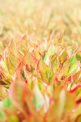 Wall Mural - Aglaonema Siam Red in a nursery.
