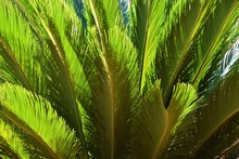 Cycad Plant Leaves Closeup Detail