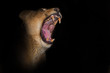  lioness growls, rather yawns, opening a huge fanged mouth on a black background.