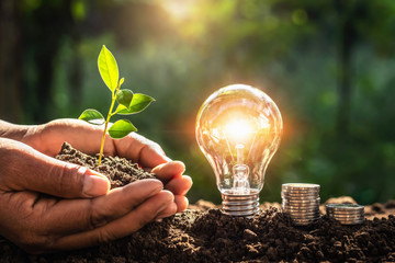 Wall Mural - energy concept. eco power. lightbulb with money and hand holding small tree sunlight background