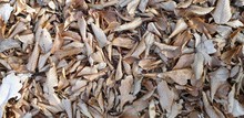 Beautiful Background Of Light Brown Fallen Leaves