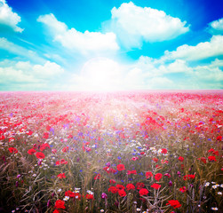 Poster - Field of bright red poppy flowers