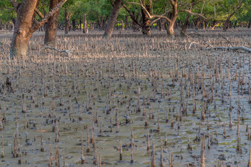 Breathing roots in Sundarbans, Bangladesh