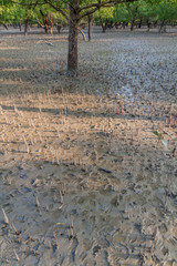 Breathing roots in Sundarbans, Bangladesh